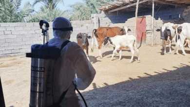 صورة مصادر طبية تحذر من انتشار مرض الحمى النزفية في العراق