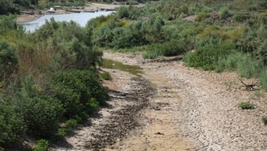 صورة وزارتا الزراعة والموارد المائية في العراق تقلصان المساحة المقررة للزراعة في الموسم الشتوي الحالي إلى 50% بسبب قلة الإيرادات المائية