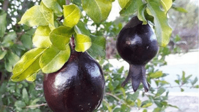 صورة شعبة زراعة مندلي: الرمان الأسود بات مهددًا بالانقراض بسبب الجفاف