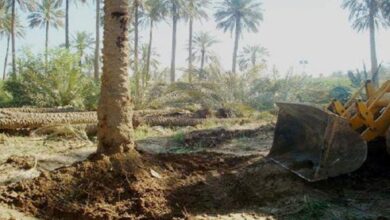 صورة مجلس شيوخ عشائر الثورة العراقية: ما يجري في البكرية جريمة تهجير طائفي