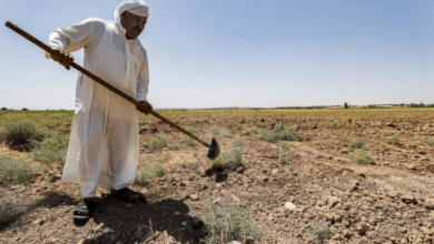 صورة لجنة المياه والأهوار النيابية: قطاع الزراعة يشهد تدهورًا خطيرًا بسبب الفساد والمحاصصة