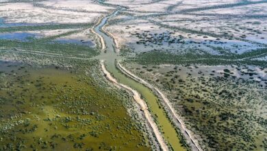 صورة بيئة ميسان تحذر من انحسار المساحات الخضراء وزيادة المساحات الصحراوية