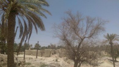 صورة مصادر صحفية في محافظة ديالى: خسائر فادحة للفلاحين بسبب الجفاف وإغراق الأسواق بالمحاصيل المستوردة