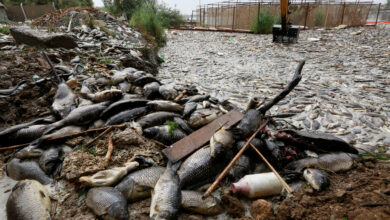 صورة مصادر حكومية: الثروة السمكية في العراق ستتأثر بشكل كبير بسبب انخفاض مناسيب المياه