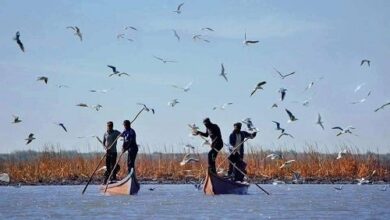 صورة منظمة طبيعة العراق: الأهوار فقدت عشرات الآلاف من الطيور نتيجة الجفاف