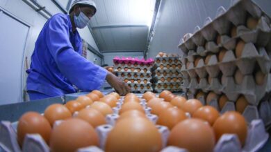 صورة ارتفاع سعر طبقة بيض المائدة وتجاوزه مبلغ الـ8 آلاف دينار