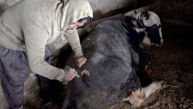 صورة سلالة للحمى القلاعية تصل العراق للمرة الأولى وتهدد حياة الجواميس