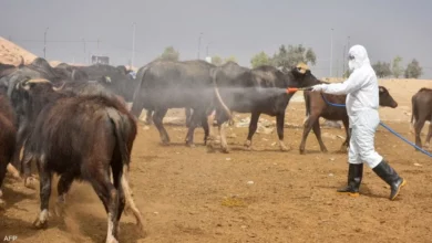 صورة وزارة الصحة في العراق: ارتفاع الإصابات بالحمى النزفية إلى 67 إصابة والوفيات إلى 10 في عموم البلاد