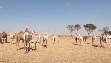 صورة رعاة الأبل يهجرون مراعي محافظة نينوى بسبب الجفاف
