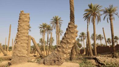 صورة النخلة أم العراقيين تذوي بعد إبادة بساتين البلاد وجفاف مياهه