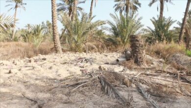 صورة نائب عن بابل: جهات متنفذة تحوّل الأراضي الزراعية لأحياء عشوائية