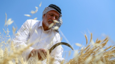 صورة المركز الاستراتيجي لحقوق الإنسان: آلاف الأطنان من محصول الحنطة مهددة بالتلف