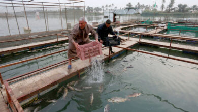 صورة جمعية مربي الأسماك ترجح خسارة العراق أكثر من نصف إنتاجه السمكي بسبب الجفاف