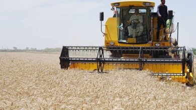 صورة آفة المنخورة تفتك بمحصول الحنطة في محافظة ديالى