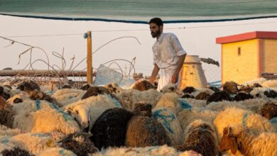 صورة الحمى النزفية تنتشر في المدن العراقية وسط تهاون وزارة الصحة