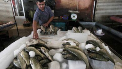 صورة وزارة الزراعة: شح المياه تسبب بارتفاع أسعار الأسماك في الأسواق المحلية