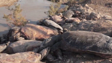 صورة وزارة البيئة: شح المياه تسبب بكارثة للتنوع الأحيائي في الأنهار والأهوار