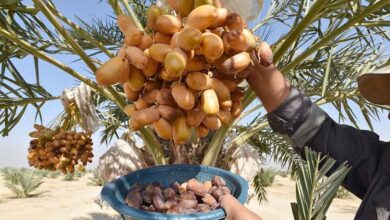 صورة لجنة الزراعة النيابية: تراجع إنتاج التمور في العراق نتيجة لشح المياه