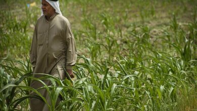 صورة لجنة الزراعة النيابية في العراق: يجب دعم الفلاحين ودفع تعويضاتهم عن خسائرهم في المواسم السابقة