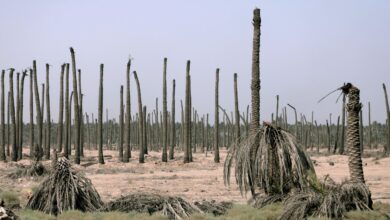 صورة اتحاد الجمعيات الفلاحية: الجفاف والحرائق والتجريف يهددون بساتين النخيل في ذي قار
