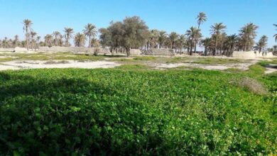 صورة الجمعيات الفلاحية في ديالى: نصف مليون دونم زراعي في المحافظة مهددة بسبب نقص المياه