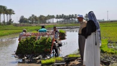 صورة شح المياه يعصف بـ”رز العنبر” وينذر بغيابه عن الموائد العراقية