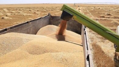 صورة الجمعيات الفلاحية في ديالى: مئات المزارعين لم يحصلوا على ثمن محصول الحنطة