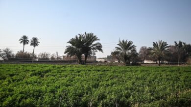 صورة تراجع كبير في أعداد الأرضي المشمولة بخطة الشتاء الزراعية في ديالى