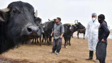 صورة الحمى النزفية في العراق.. طفرات متزايدة أمام نظام صحي متهالك