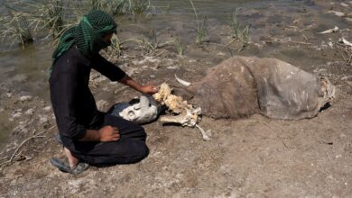 صورة الثروة الحيوانية في العراق تواجه المجهول في ظل الإهمال الحكومي