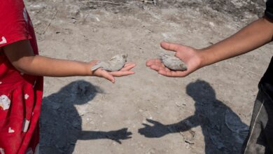 صورة سكان الأهوار يفقدون نمط حياتهم ويعيشون نازحين على أطراف المدن