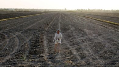 صورة القرار الحكومي بمنع زرع “الشلب” يهدد بانقراضه ويتسبب بإغلاق 600 “مجرشة”
