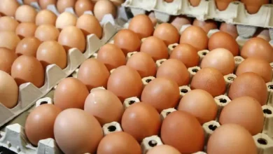 صورة سعر طبقة البيض في بابل يصل إلى 7500 دينار بعد أن كانت بـ6 آلاف فقط