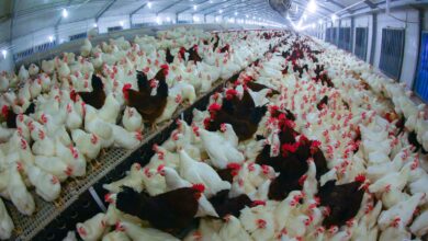 صورة حقول الدواجن في كردستان تكبدت خسائر بالمليارات خلال 2023