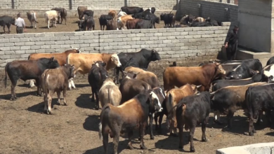 صورة الصين تحظر استيراد المواشي والأبقار من العراق جراء انتشار مرض “اللسان الأزرق”