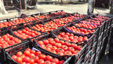 صورة زراعة كردستان العراق تمنع استيراد الطماطم لحماية المنتج المحلي