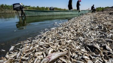 صورة الثروة السمكية في العراق مهددة بالانقراض!!