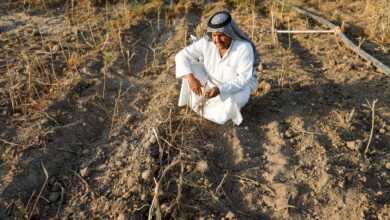صورة صفقات فاسدة تتعمد اتلاف محصول الحنطة في بابل من أجل زيادة الاستيراد