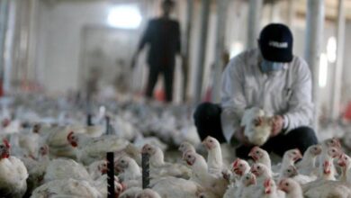 صورة المواطنون يشكون من ارتفاع أسعار الدجاج بنسبة 150% في كركوك