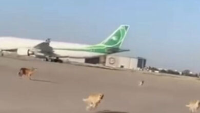 صورة حكومة الإطار عاجزة عن حماية مطار بغداد من الكلاب السائبة