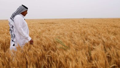 صورة موسم حصاد القمح يجهض آمال الاكتفاء الذاتي ويفند مزاعم السوداني بدعم الفلاحين