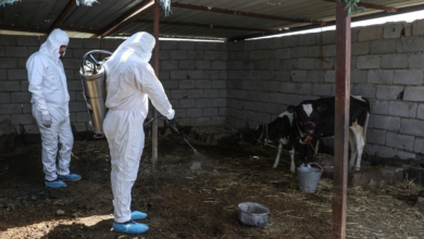 صورة مصدر طبي في نينوى: تسجيل حالتي وفاة وإصابة بالحمى النزفية