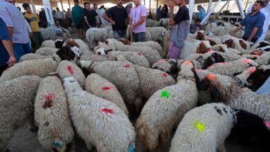 صورة ارتفاع أسعار الأضاحي ينغص فرحة العيد في العراق