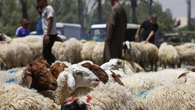 صورة الكساد يضرب سوق أضاحي العيد في ديالى بسبب الارتفاع الكبير في الأسعار