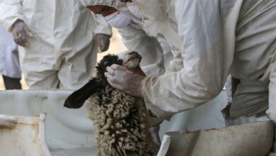 صورة العراق يتحول إلى موطن لمرض الحمى النزفية بعد ارتفاع وتيرة الإصابات مجددًا