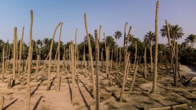 صورة التصحر والجفاف يسلبان من العراق 15 بالمائة من الأراضي الزراعية
