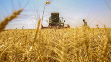 صورة العراق استورد حنطة من أستراليا بأكثر من 300 مليون دولار خلال 2023