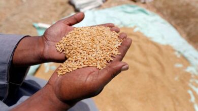 صورة النائب أمير المعموري: عمليات تلاعب وغش في تسويق محصول الحنطة في العراق