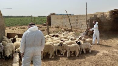 صورة تسجيل حالة وفاة جديدة بالحمى النزفية لامرأة في محافظة نينوى