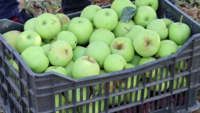 صورة العراق في المرتبة الثالثة عربيًا كأكثر الدول استيرادًا للتفاح في العالم